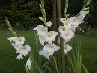 DSCN1567.webp