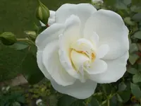 DSCN1373.webp