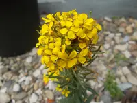 gelb4.webp