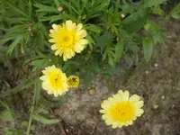 gelb2.webp