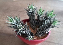 20190820_104019-1.jpg
