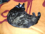 PIC_0960.JPG