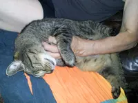 PIC_0961.webp