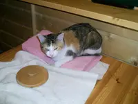 PIC_0963.webp