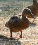 Forum Enten Duckies Humpelchen 2019_07_30 P1140031.jpg