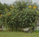 IMG-20190817-WA0000.jpg