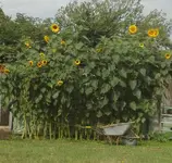 IMG-20190817-WA0000.jpg