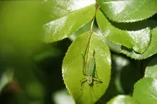 DSC08238.webp