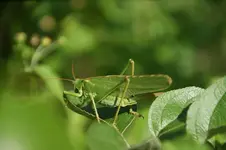 DSC08242.webp