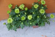 DSC08245.webp