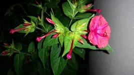 IMG_20190821_220224.webp