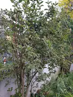 20190822_074158_resized.jpg