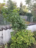 20190822_074512_resized.jpg