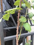 IMG_0024.JPG
