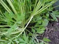 22_08_2019 (1).webp