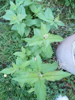 IMG_20190823_130725_348.webp