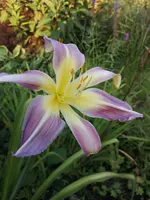 IMG_20190823_194222.webp