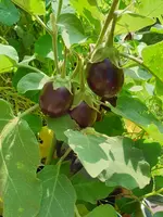 20190825_120316_resized.webp
