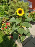 20190825_115629_resized.webp