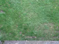 Wiese11 11.10.09.webp