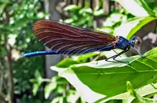 Libelle.webp