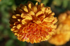 DSC00878.webp