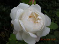 Diverses 004.webp