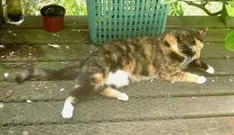 Sommer 2009 094.webp