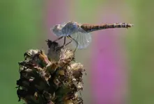 libelle.webp