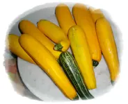 Zucchiniernte 08-09.webp