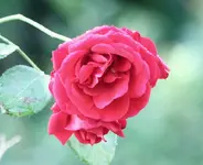 IMG_2755(1).webp