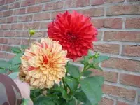dahlienernte per 10.10.09 034.webp