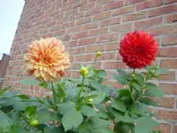 dahlienernte per 10.10.09 035.webp