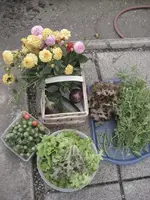 garten 09 010.webp