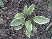 garten 09 012.webp