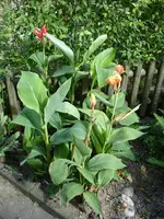 klein3532.webp
