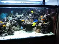 reefbecken2.webp
