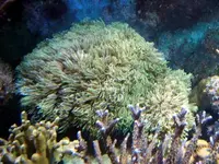 mworgeli.webp