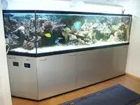 reefbecken3.webp