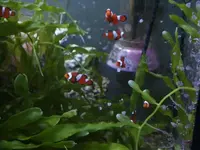 nemo3.webp