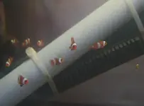 nemo2.webp