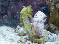 seepferdli2.webp