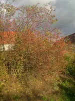 Hagebutten im Herbst.webp