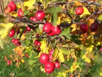 rote Früchte.webp