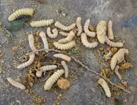 Huhu Grubs (8) v.webp
