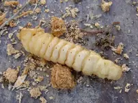 Huhu Grubs (1) v.webp
