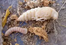 Huhu Grubs (2) v.webp