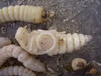 Huhu Grubs (4) v.webp