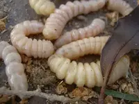 Huhu Grubs (5) v.webp