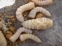 Huhu Grubs (7) v.webp